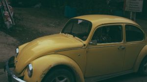 Schädlinge vom Auto fernhalten & vertreiben