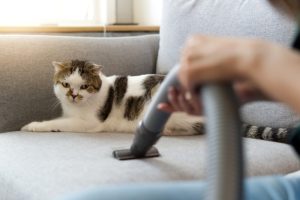 Tierhaare Staubsauger