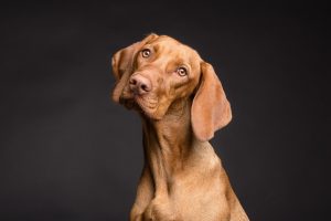 Hund entwurmen