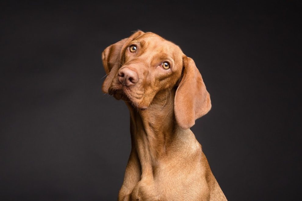 Hund entwurmen