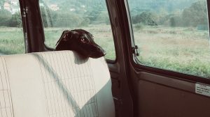 Mit Hund im Auto sicher fahren