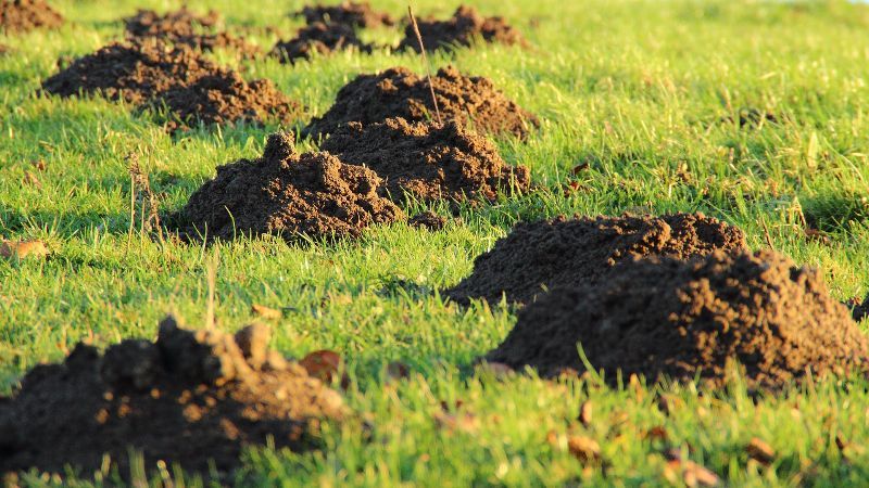 Im Garten Maulwurf vertreiben & bekämpfen