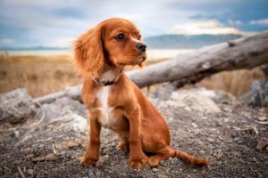 Vergiftung beim Hund und Giftköderschutz