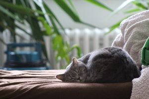 Katzenurin Geruch entfernen