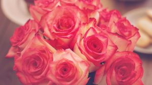 Rosen Tipps für Rosenliebhaber