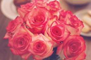 Rosen Tipps für Rosenliebhaber