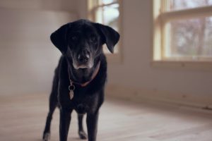 Hundefutter selber machen mit Rezepte
