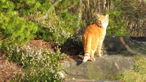 Katzenabwehr & Katzen vertreiben