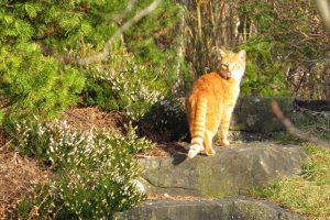 Katzenabwehr & Katzen vertreiben