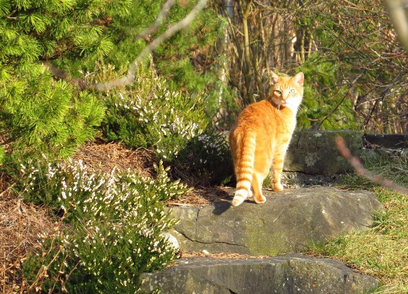 Katzenabwehr & Katzen vertreiben