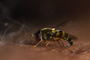Mittel zum Wespenstich & Bienenstich behandeln