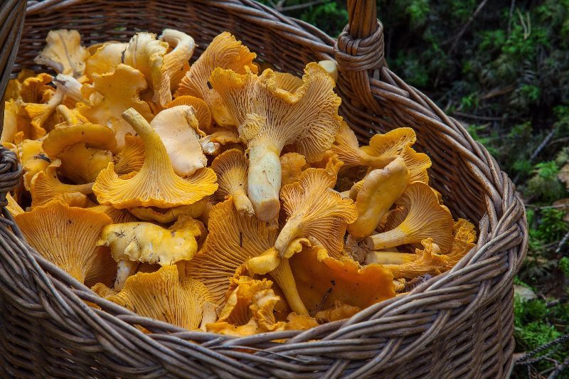 Pfifferlinge waschen & putzen