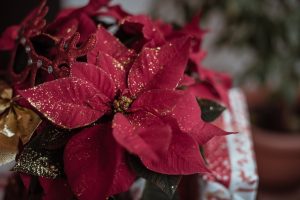 Weihnachtsblumen kaufen
