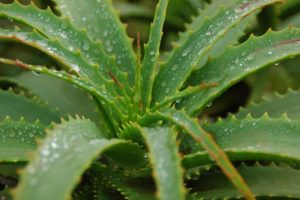 Aloe Vera Heilpflanze
