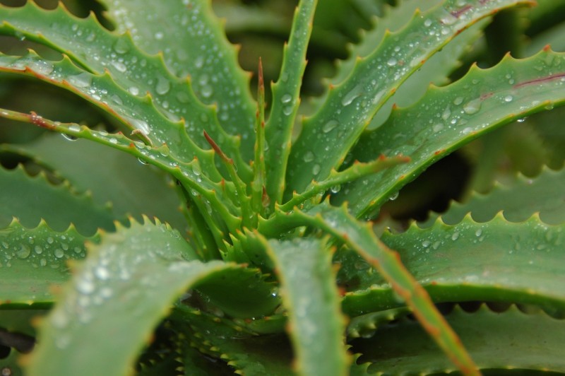 Aloe Vera Heilpflanze