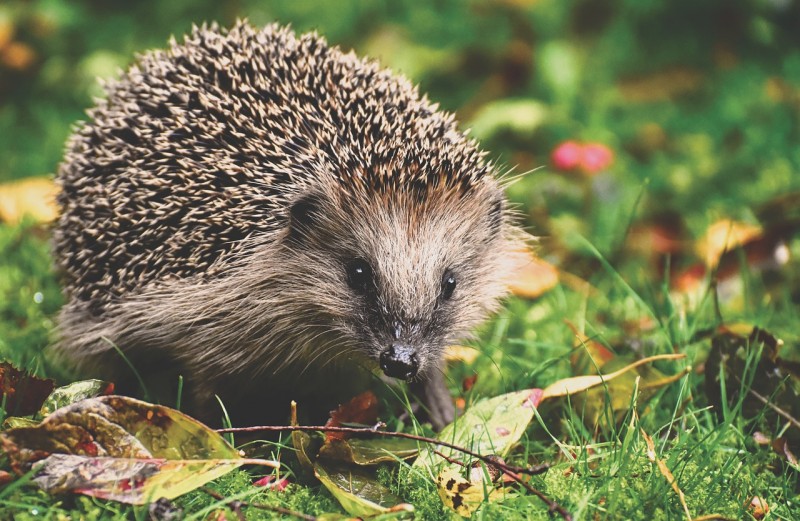 Igel füttern und Igelhaus bauen.