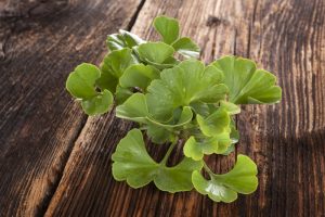 Ginkgo als Hausmittel