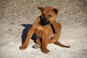 Gegen Hunde-Flöhe