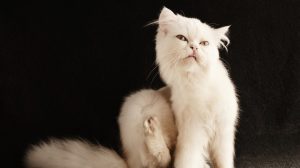 Flöhe bei Katzen