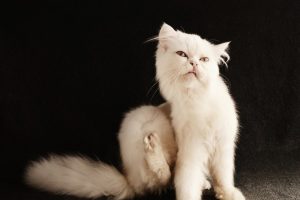 Flöhe bei Katzen