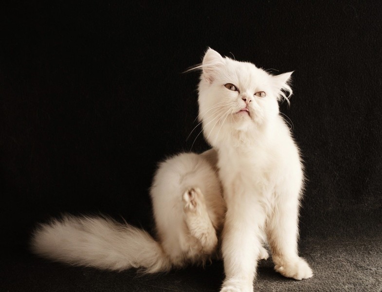 Flöhe bei Katzen