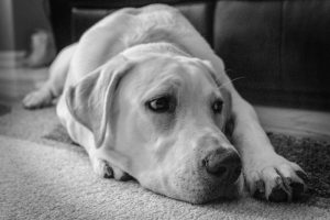Teppich von Hundekot oder Katzenkot reinigen