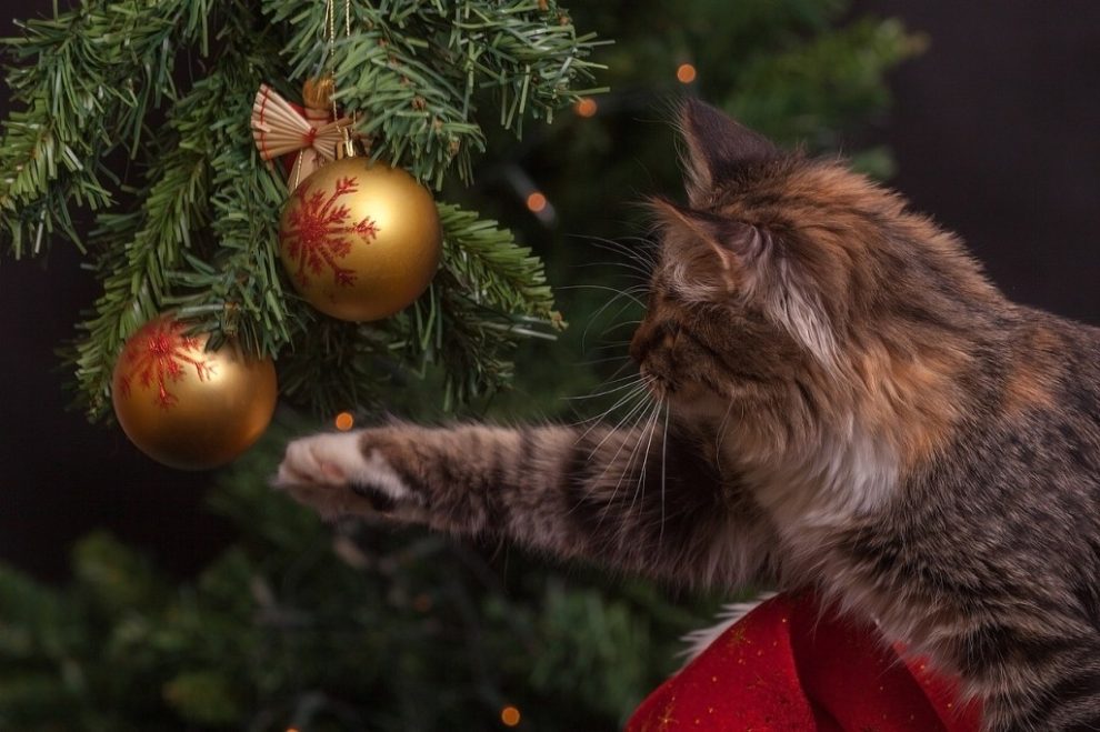 Den besten Weihnachtsbaum finden und kaufen.