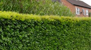 Hecke im Garten pflanzen.