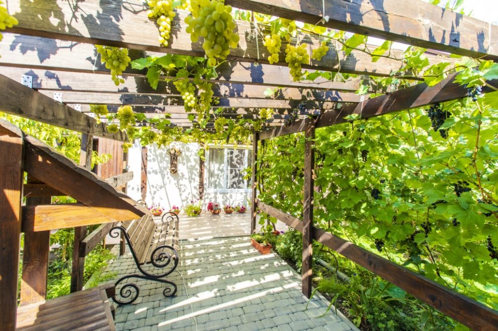 Pergola Terrasse