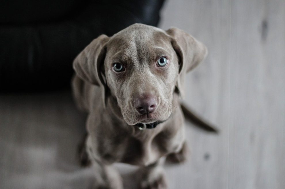 Hund finden